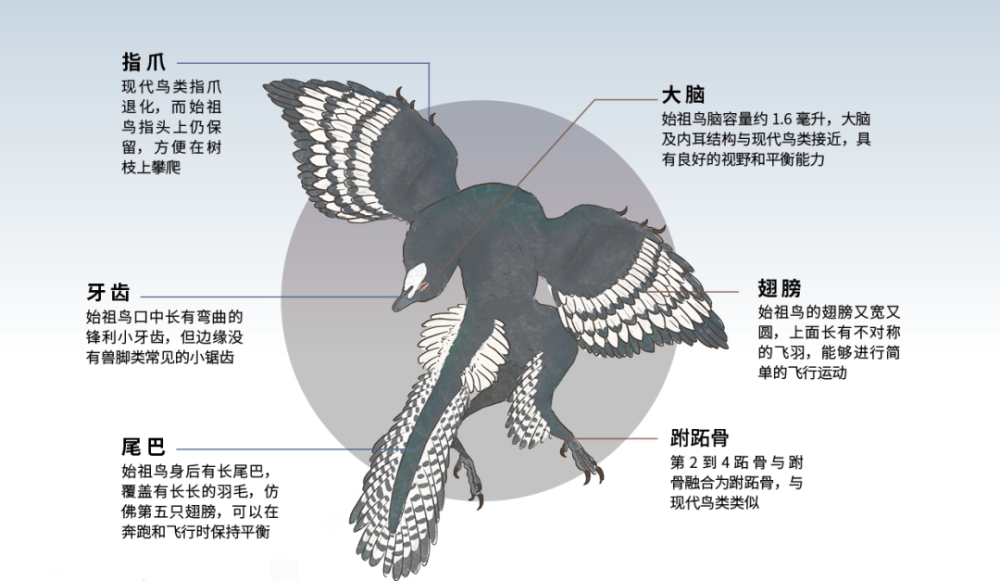 现代鸟类口中无牙,而始祖鸟的嘴里长有许多锋利的小牙齿.