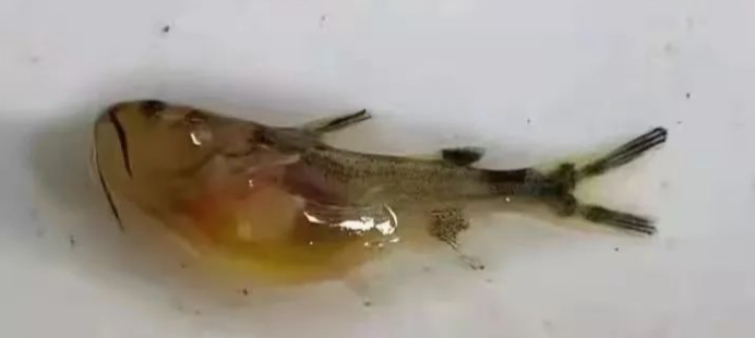 养殖成功路上的障碍 黄颡鱼大肚子病 如何一脚把它踢开 腾讯新闻