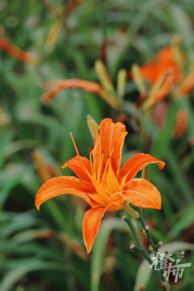 宛若電影般夢幻的忘憂花園,顛覆你對黃花菜的看法