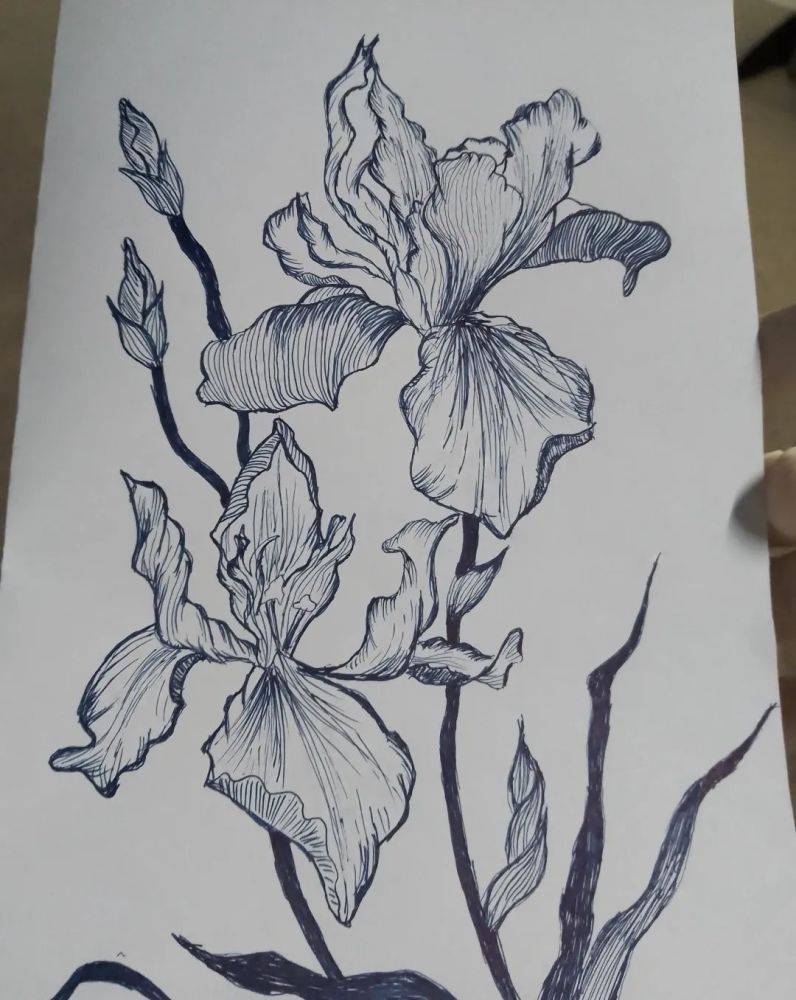 鸢尾花简笔画(法国国花鸢尾花简笔画)