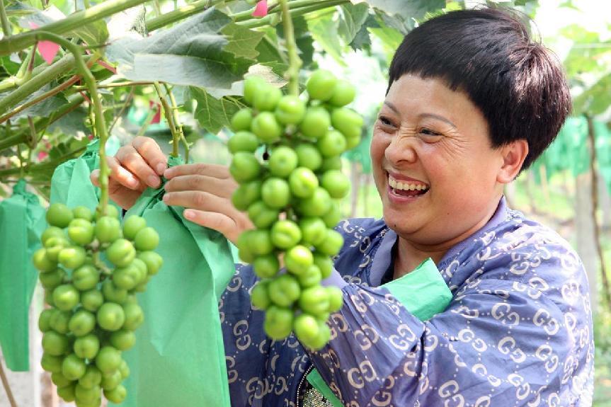 6月14日,博爱县磨头镇瞿庄村,笑意写在种粮大户的脸上.