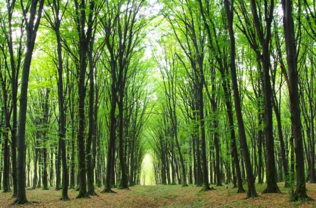 中国值得去的10大森林景点,自然风光爱好者打卡地,你去过几个?