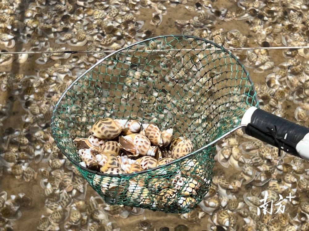 湛江东风螺崛起,成为水产"新宠"_腾讯新闻