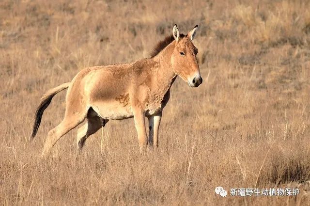 生物多样性宣传|新疆野生动植物科普——蒙古野驴