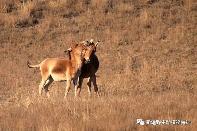 生物多樣性宣傳新疆野生動植物科普蒙古野驢