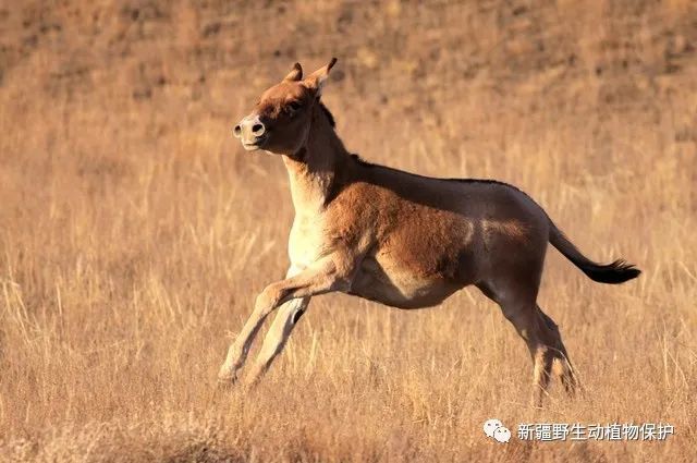 生物多样性宣传|新疆野生动植物科普——蒙古野驴