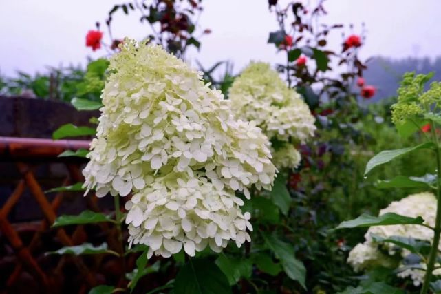 一起 云 赏花呀 快收下这份夏日限定美好 荷花 玫瑰 临安 民宿