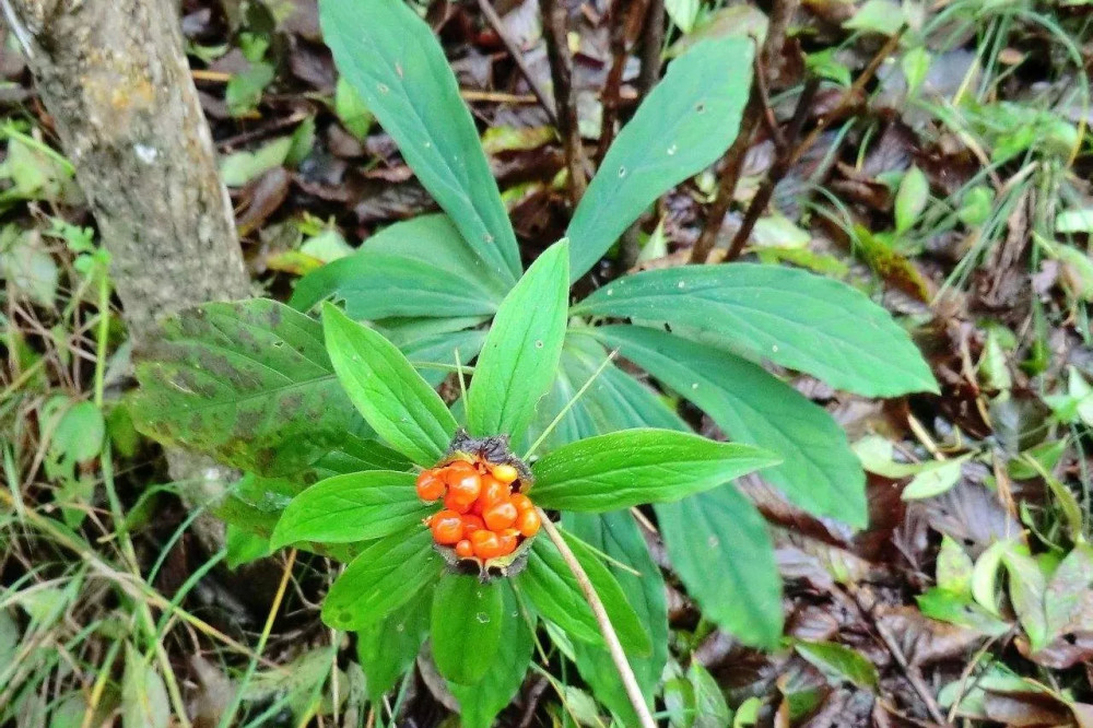 它的根莖和枝葉與七葉一枝花一樣,也可以散發出一種特殊的氣味,讓蛇類