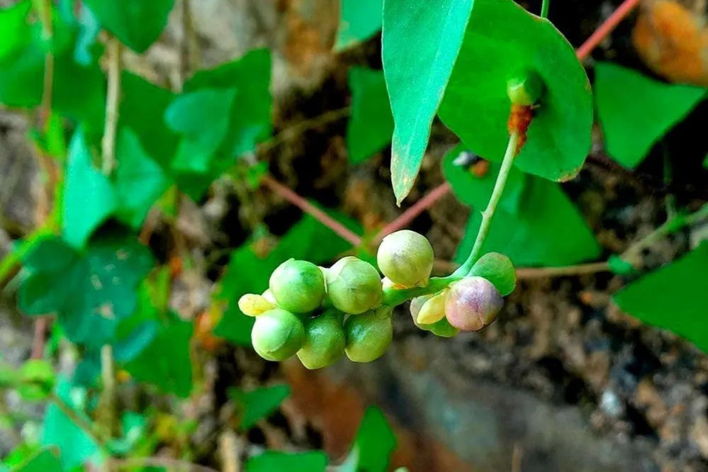 蛇怕什麼動植物怕雄黃嗎