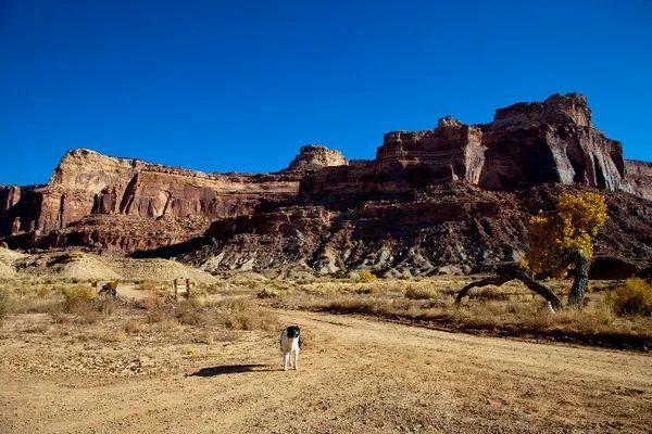 和狗狗一起在犹他州的广袤天地自由奔跑吧!_腾讯新闻