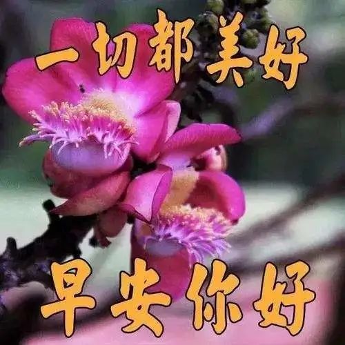 精美的動態圖片帶字早安祝福語大全,清晨早安問候語短信