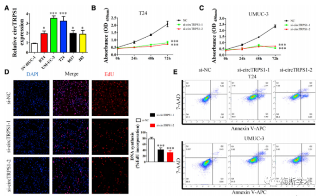sv-huc-1 和膀胱癌细胞系rt4,um-uc-3,t24,5637 和 j82 中 circtrps1
