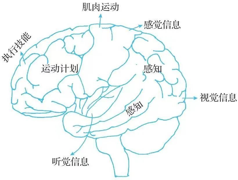 為什麼有的孩子聰明卻混亂原來是缺乏這項大腦技能