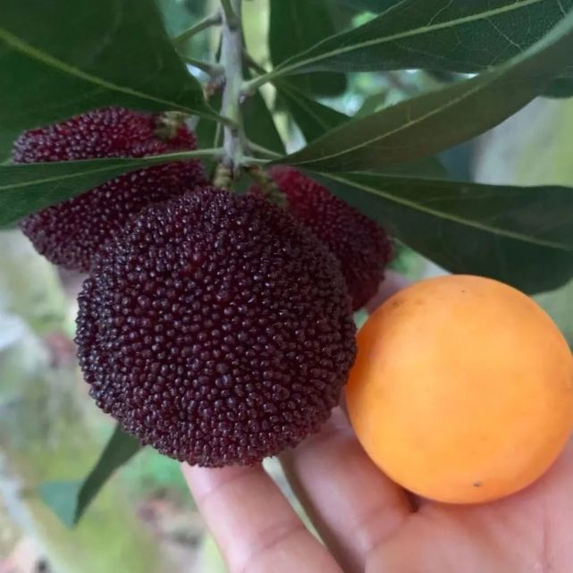 打破记录,征服外国人味蕾,乒乓球大的东魁杨梅王来了!