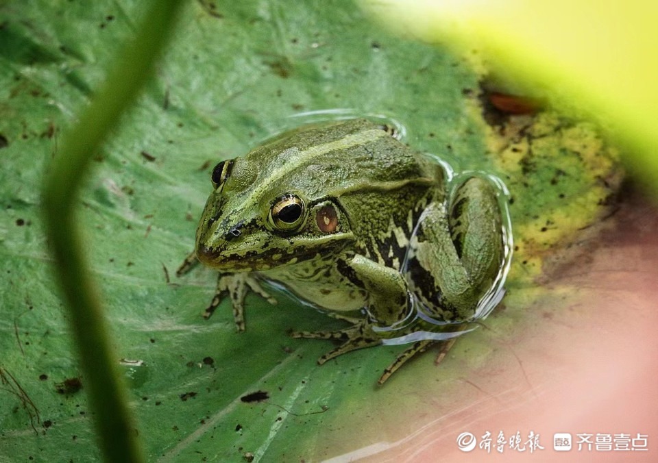 华山湖湖拍躲在荷叶上歇脚的小青蛙