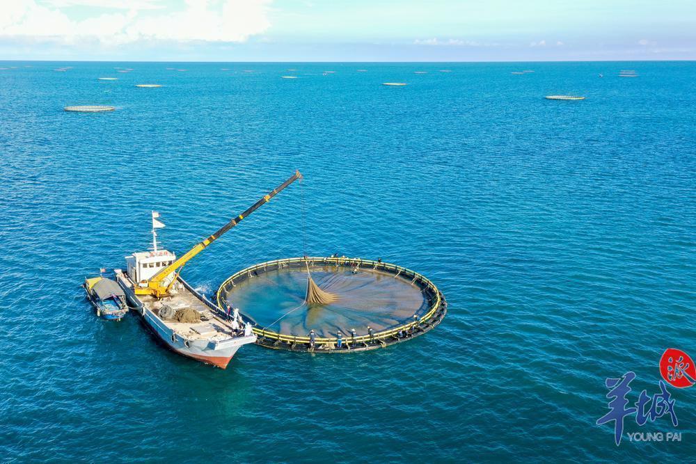 数字应用正在广泛落地,湛江海洋渔业依靠大数据,努力打造全球水产产业