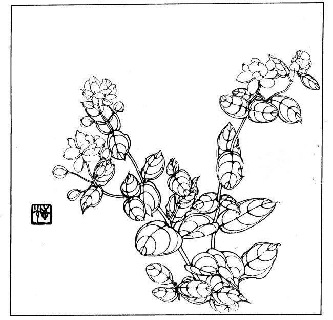 白描花卉畫稿中