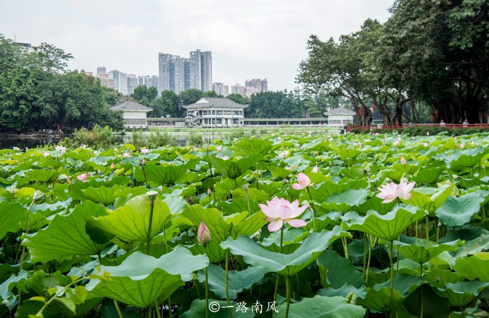 一到夏天广州荔湾湖就游人如织但中老年人居多年轻人很少