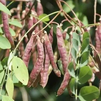 小区里看起来美味的植物果实可以吃吗?解答来了