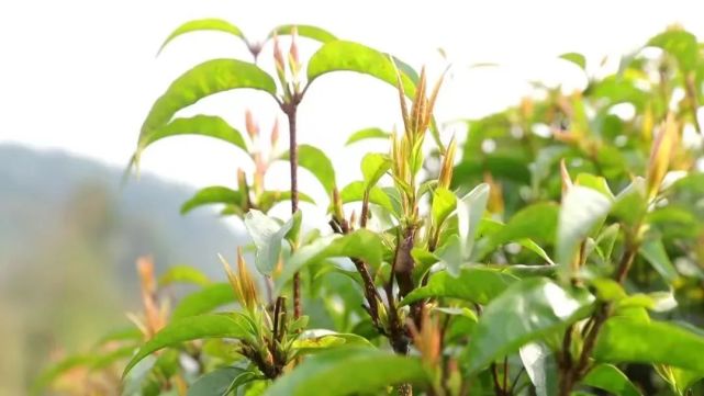 【茶博会】"中国小叶苦丁茶产业·余庆指数"正式发布