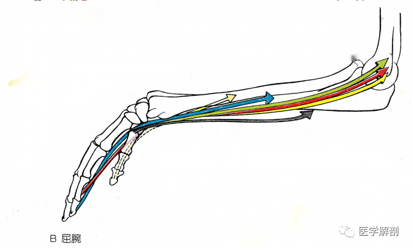 【解剖每日學】運動腕關節的肌_騰訊新聞