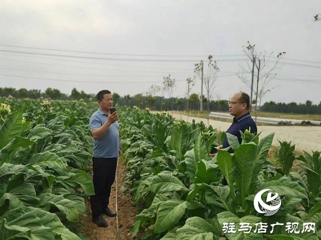 驻马店市泌阳县郭集镇绿叶变金叶点燃乡村产业振兴