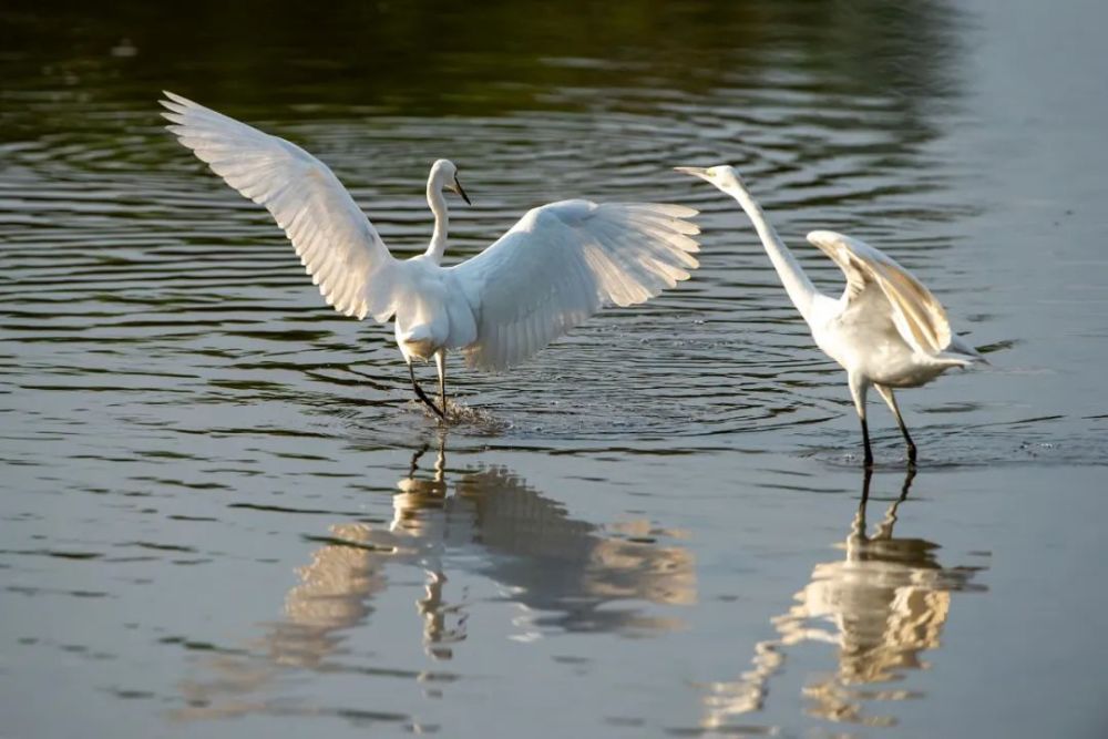 花山音画白鹭戏水