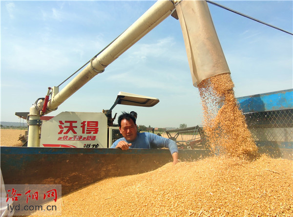 走進麥收一線,災年豐收的密碼漸漸揭開……從5月27日小麥收穫大規模