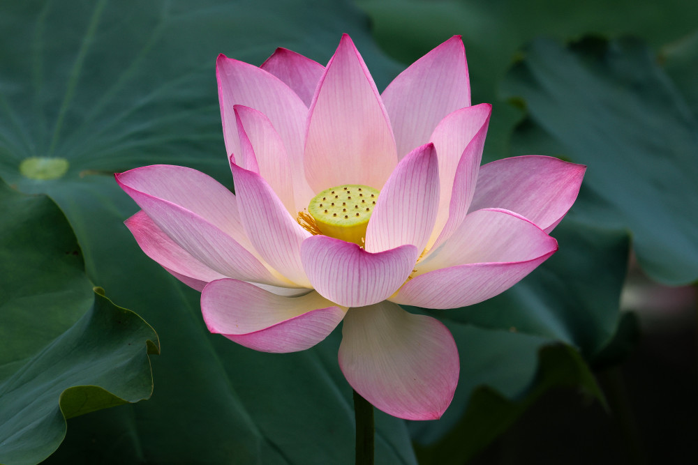 快来寻找并蒂莲2022深圳荷花展惊艳开幕