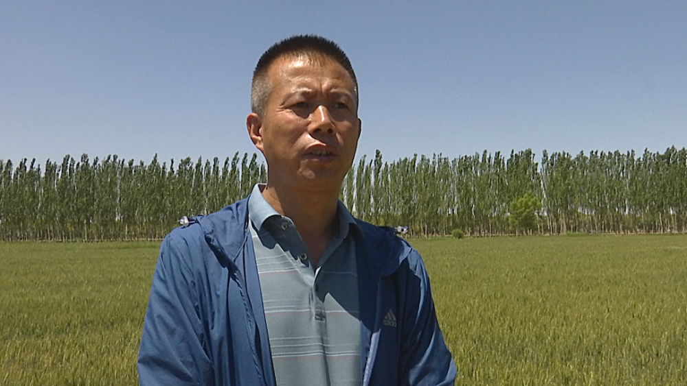 6月14日,在邵岗镇玉泉村种粮大户黄国东的500多亩小麦田里,两台大型