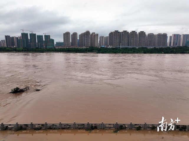 視頻|河源龍川楓樹壩水庫六閘齊放,東江河道溢滿洪水