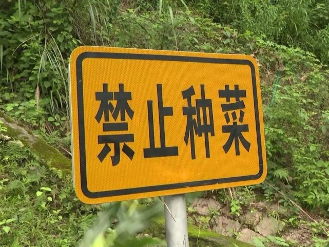 青菜,豌豆等各式各样的农作物,而一旁则立着"禁止种菜"的警示牌