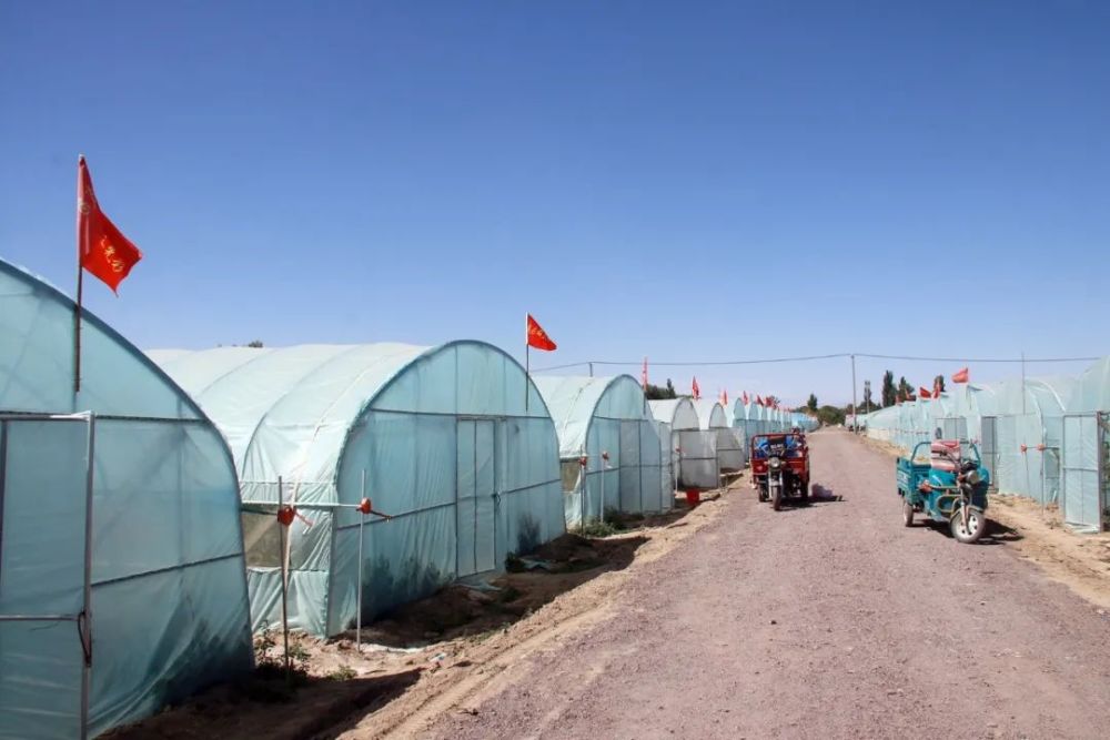 金塔县金塔镇蜜瓜花开季人工授粉忙