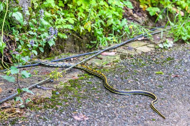 忽然,发现路面上,有一条二米长的花蛇.