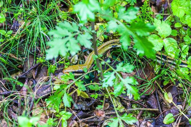 忽然,发现路面上,有一条二米长的花蛇.