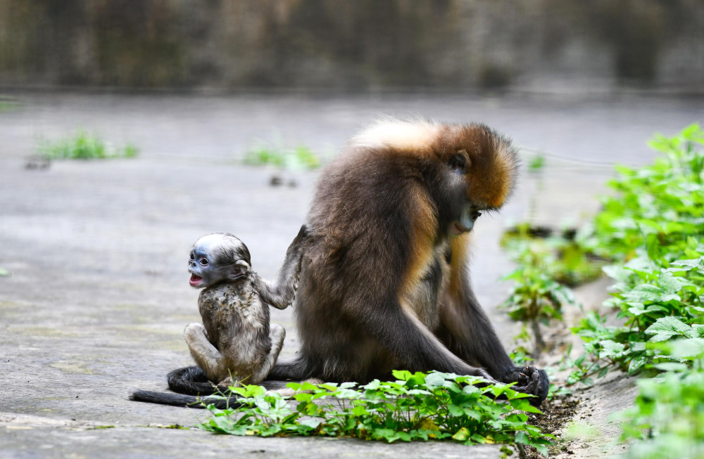 这是6月16日在贵州梵净山国家级自然保护区野生动物救护中心拍摄的黔