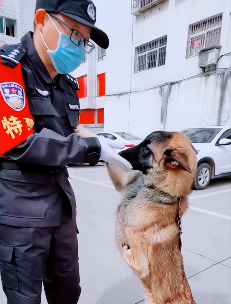 警犬巴顿天生只有三条腿却靠实力逆袭成公务犬