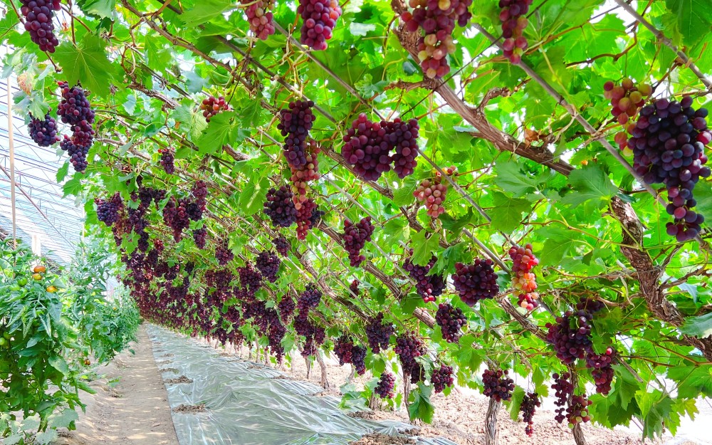 葡萄棚内,还套种草莓,樱桃,鲜桃,生菜,茴香,黄瓜,水果西红柿等蔬菜