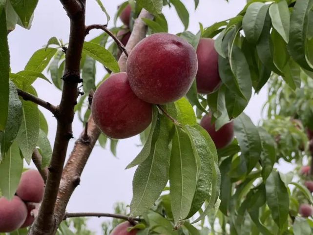 黑桃成熟期比油桃和水蜜桃稍早一些,目前已達到最佳品嚐期,預計水蜜桃