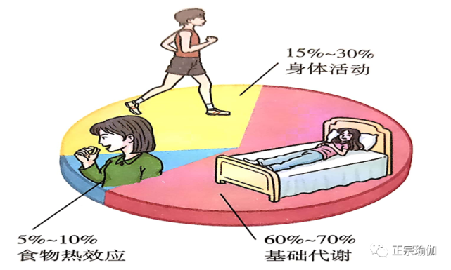 【成人的能量消耗途徑及佔比示意】:基礎代謝,身體活動,食物熱效應