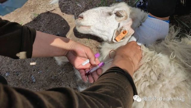 牧民增收,东乌珠穆沁旗农牧和科技局有序推进高繁多胎母羊采血工作