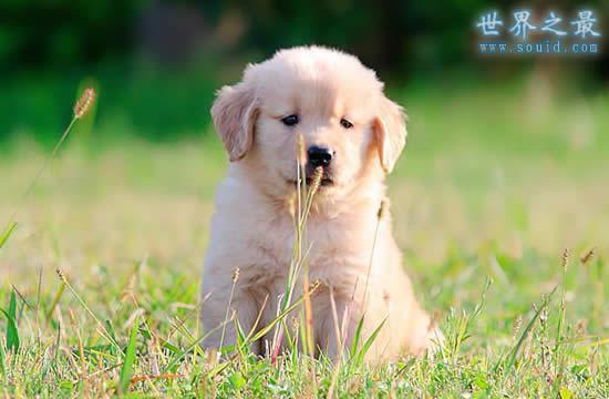 世界上最萌最可愛的狗狗排名,比熊犬與拉布拉多爭冠(組圖)_騰訊新聞