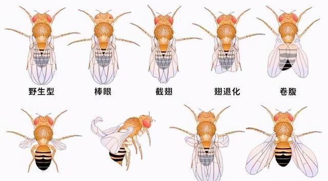 两千只沈阳海关截获活体黑腹果蝇基因改造后对人类构成威胁