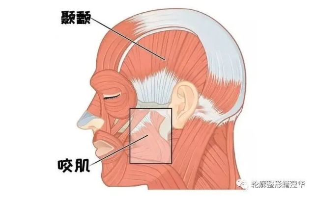 与颊肌,颞肌,翼内肌,翼外肌,口轮匝肌等一起协同作用,帮助我们完成