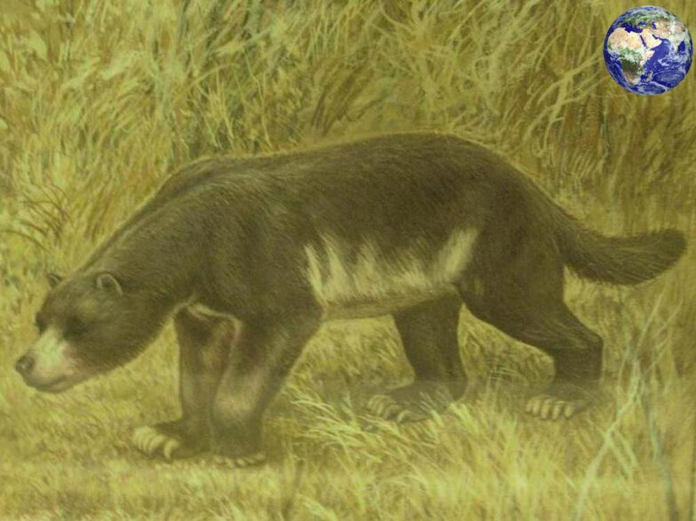 祖熊其他同类的远古动物和洞熊同类的远古动物不少,我们先说熊类的