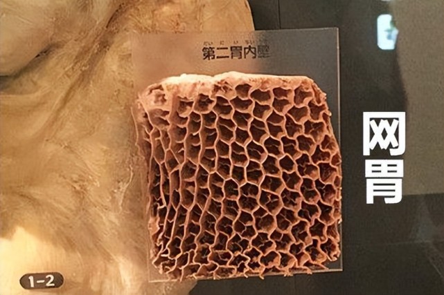 牛有几个胃你知道吗？不是每一种“牛肚”都能涮着吃，区别大了_腾讯新闻
