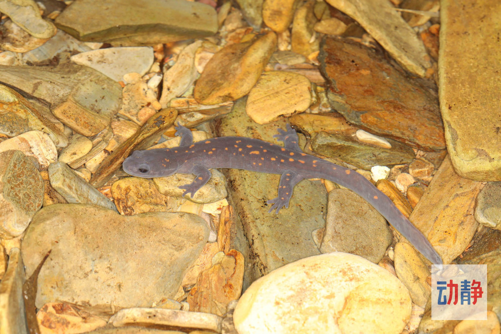 野性贵州 有问必答丨这种"神兽"只有贵州才有,发现过程有意思!