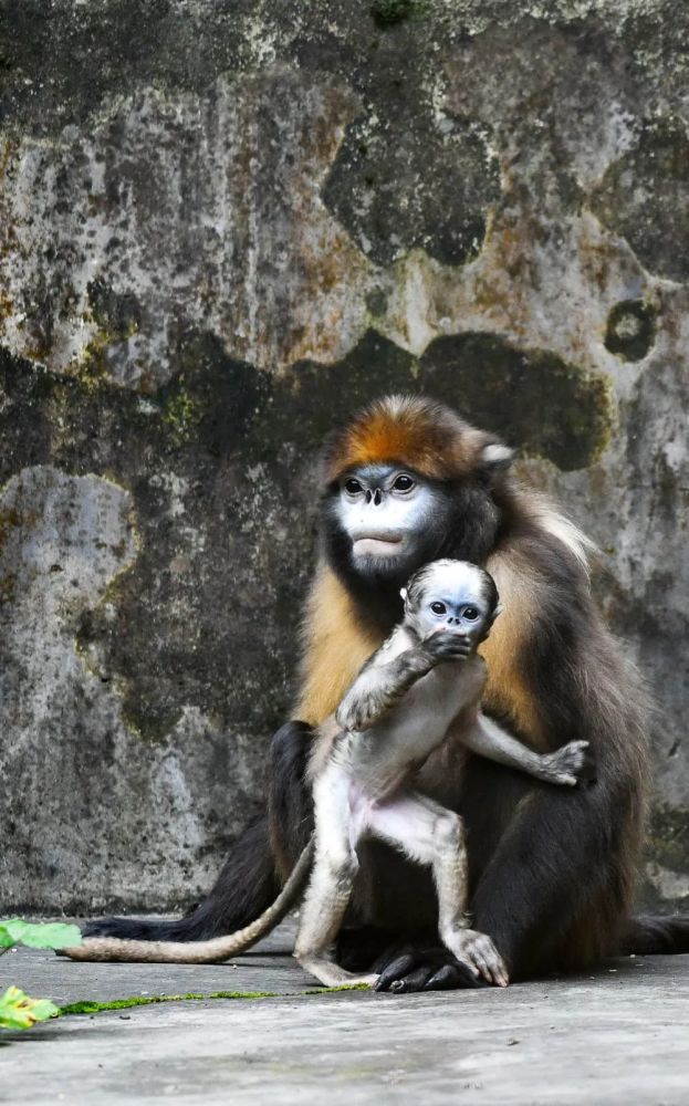 6月16日在贵州梵净山国家级自然保护区野生动物救护中心拍摄的黔