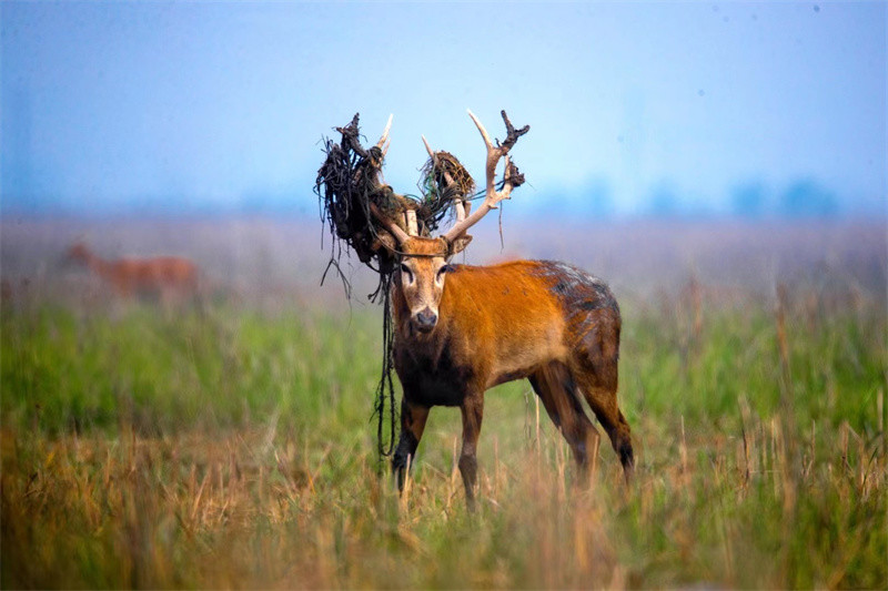 盐城黄海湿地上演鹿王争霸_腾讯新闻