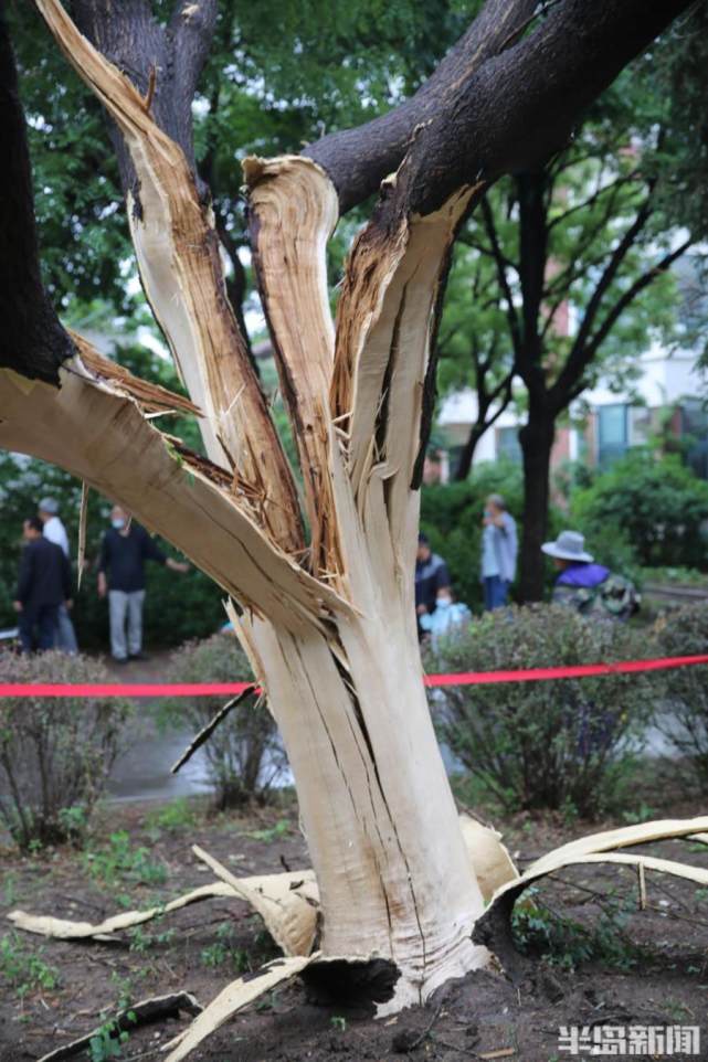 粗壮大树被雷劈开了"花"